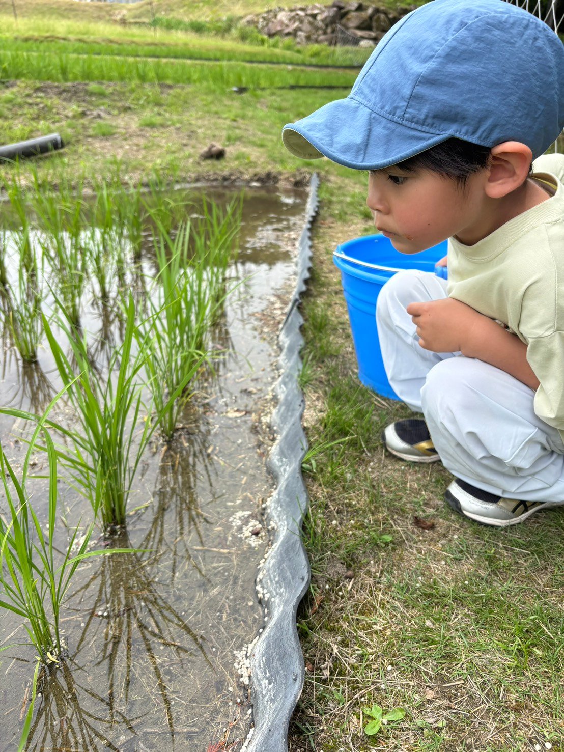 田んぼで自然に触れる子ども